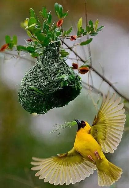 小鳥來築巢